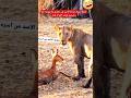 الاسد يأسر صغير الغزال لهدف اخر 