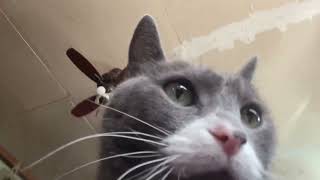 The son of my cat is too adorable for his own good