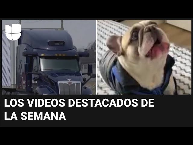 Camiones sin conductor en Texas y un perro que "habla": videos destacados de la semana