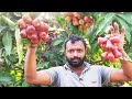 Water Apple Fruit Harvesting | Farm Fresh Rose Apple Fruit Harvesting | Bell Fruit | Village Vlogs