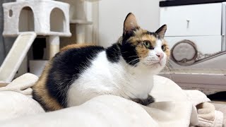 保護から半年‥ついに卒業へ【ポノfam物語 最終回】Six months after protection, cat to graduate.