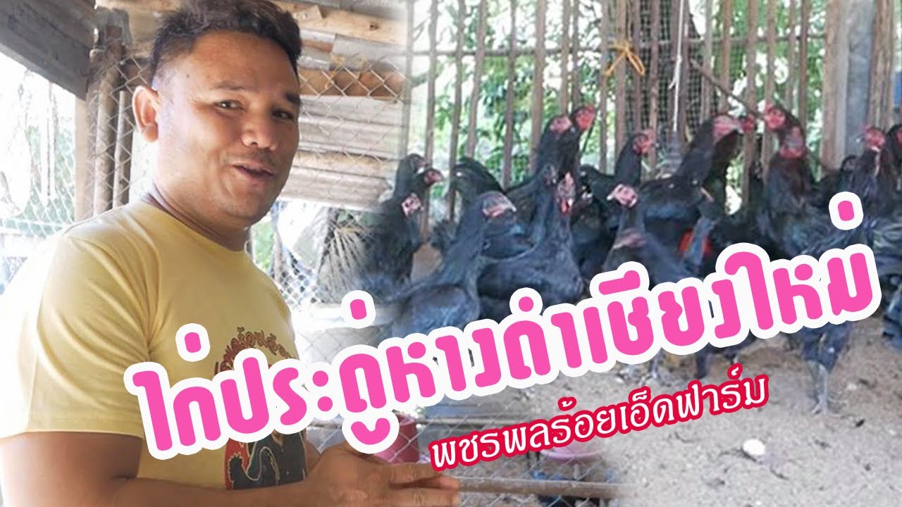 ไก่ประดู่หางดำ เลี้ยงง่าย โตไว ໄກ່ເຕີບໂຕໄວ  #ลุงต๋อม