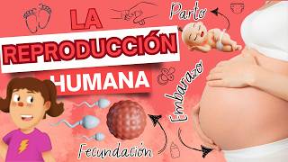 Explicación de la REPRODUCCIÓN humana para NIÑOS/ fencundación, embarazo y parto / Love Learning Explicación de la REPRODUCCIÓN humana para NIÑOS/ fencundación, embarazo y parto / Love Learning