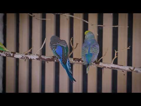 You Won’t Believe How These Budgies React to Music! 😂🎶