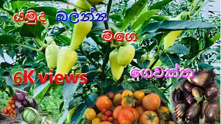 යමුද බලන්න මගෙ ගෙවත්ත my graden nature with laka