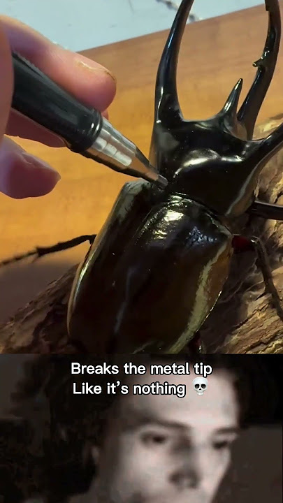 This Beetle has armour like body #shorts #beetle #ytshorts