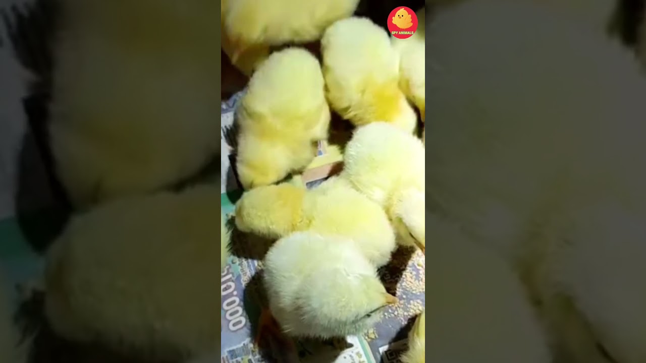 World's Cutest Chickens, Colorful Chickens, Rainbow Chickens, Cute Ducks, Cats, Fish, Cute Animals