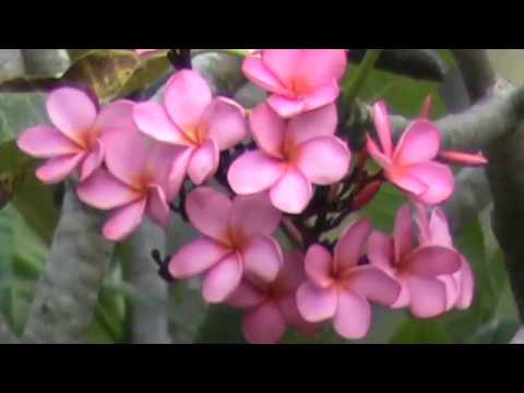 LANGKA Bunga  Kamboja  Pink  Adenium YouTube