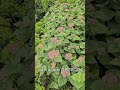 Гортензії. Ціна 750 грн