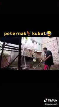 🔴Story wa -peternak ayam bangkok kukut(tutup)