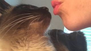 Сиамский ангел =^..^= СИАМСКИЕ КОШКИ Сиамский ангел =^..^= СИАМСКИЕ КОШКИ