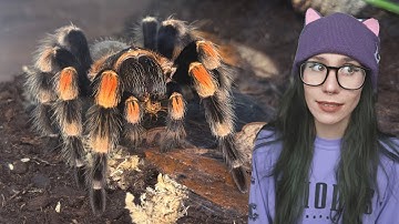 Speed Feed *ALL* (100+) OF MY TARANTULAS in ONE video!
