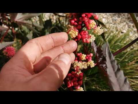 Wideo: Nasiona Rącznika