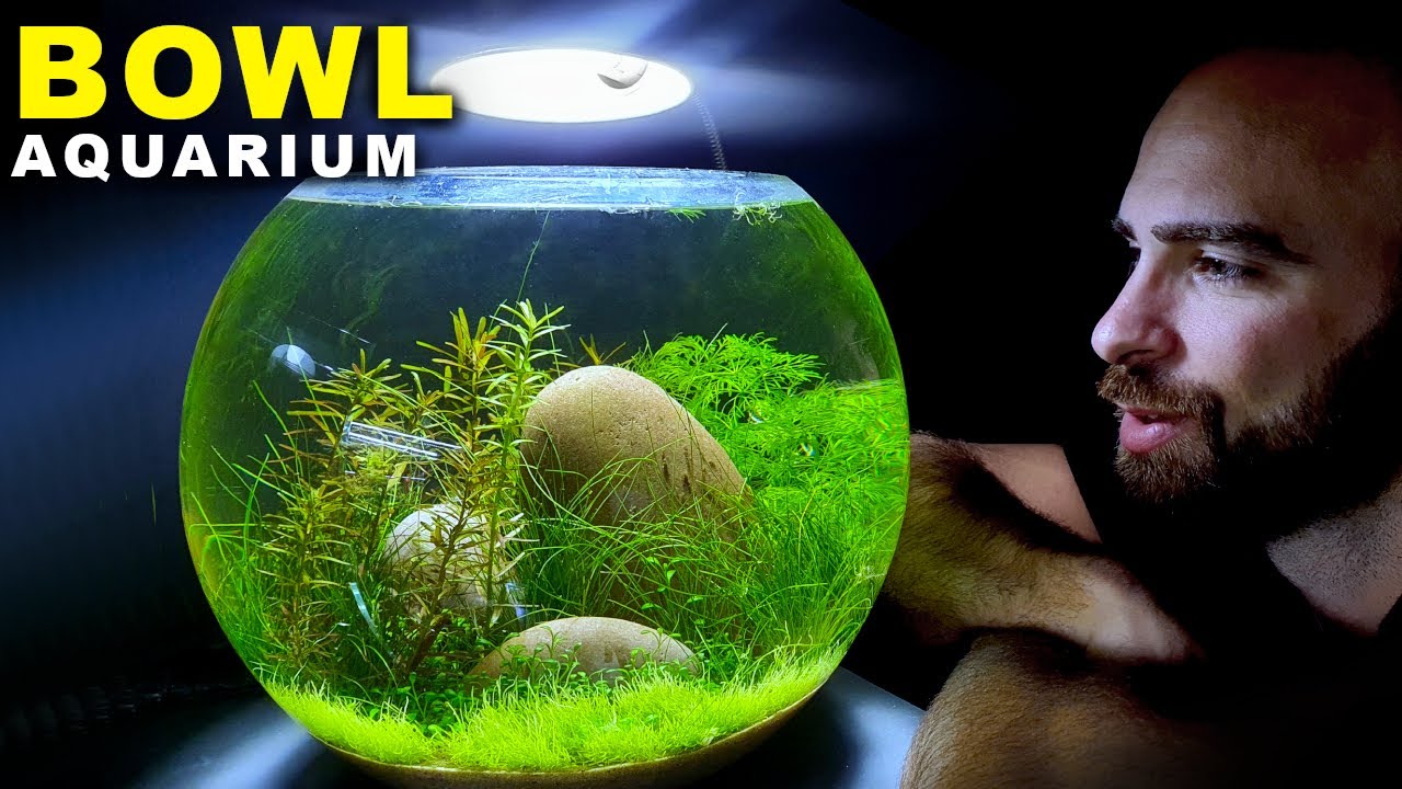 BOWL Desk Lamp & No Filter | MD FISH TANKS