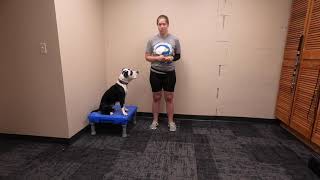 Trick Training with Paws 4 Fun