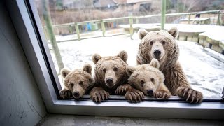 Unable To Bear The Cold Of -45C, Mother Bear Leads 3 Cubs Into Mans House For Help