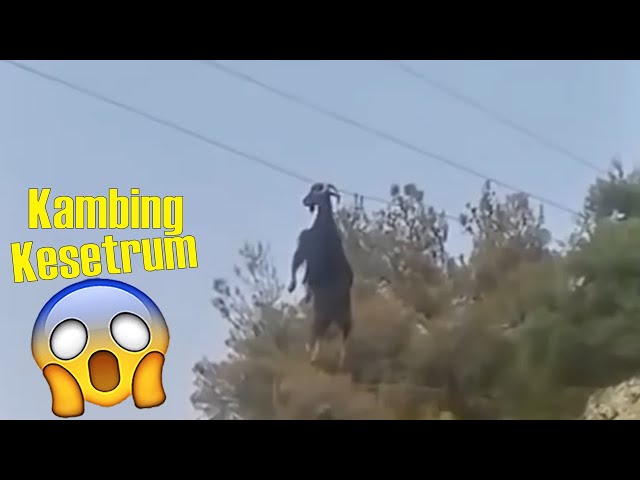 DO NOT WATCH!! 10 Electric Shocked Animals Caught The Camera class=