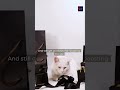 If Cats Had Office Jobs
