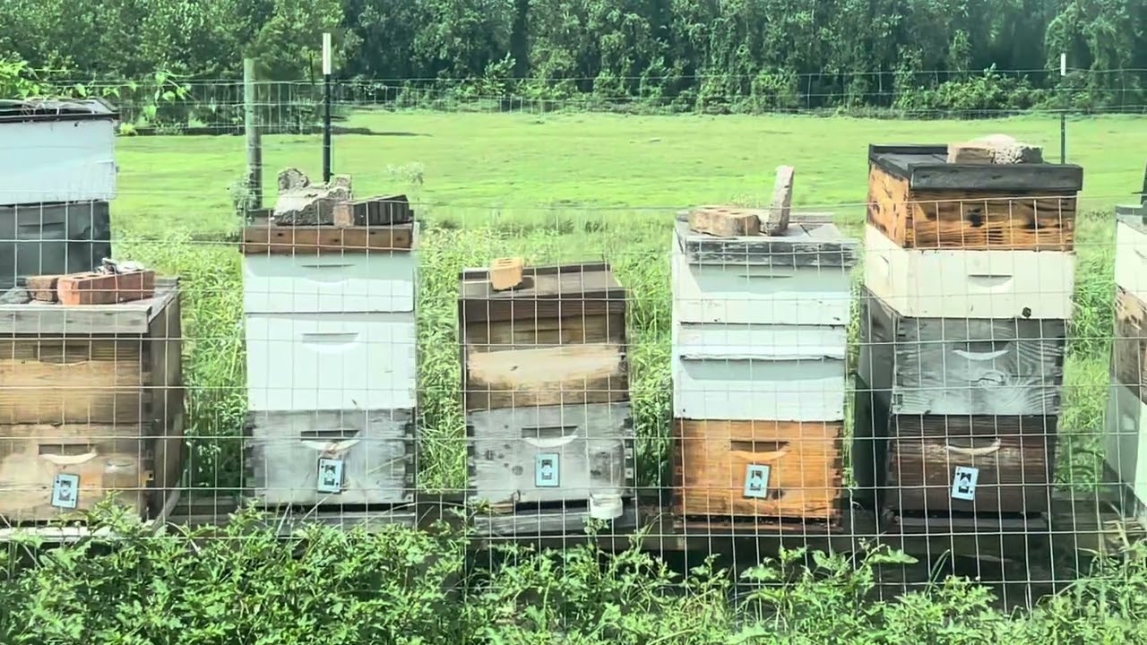 Cow Pasture Apiary | Part 1 of 2 | Late Start Game Plan + Super Strategy