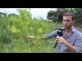 La ruta de la marihuana (2): LA PLANTACIÓN POR DENTRO (Telefe Noticias - Nacho Girón)