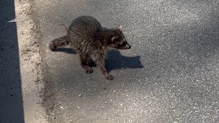 Rabid raccoon! ￼#rabies #raccoon #follow #animal #wildlife #danger #trending #road #car #bite