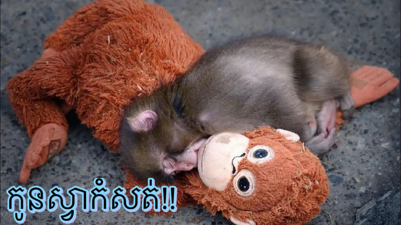 ដំណេីរជីវិតកូនស្វាកំសត់🐒🙈pachi kun monkey japan new mom