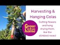 Harvesting, Hanging and Drying Colas: Practical Advice