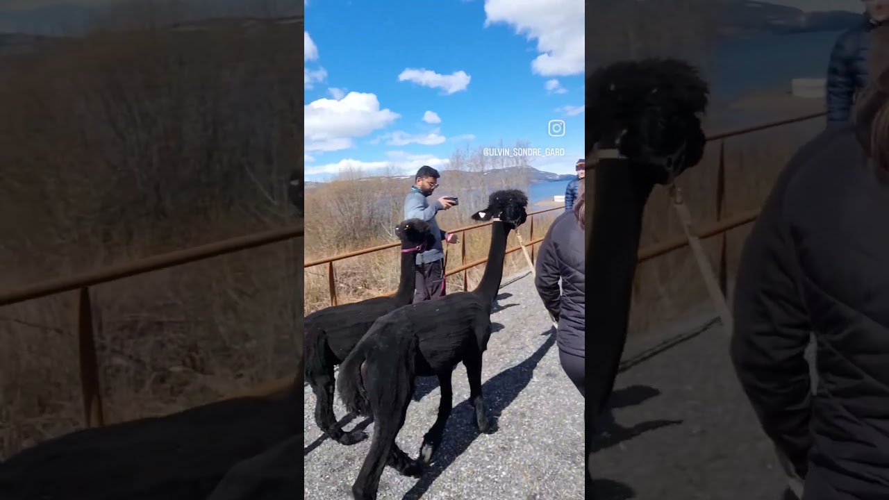 Alpakkavandring langs idylliske Mjøsa. Ta kontakt for booking på www.ulvinsondregard.no