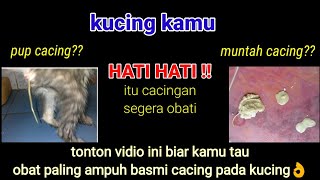 obat cacing paling ampuh untuk kucing | iki edo