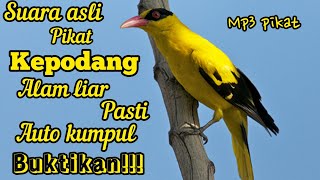 SUARA ASLI KEPODANG RIBUT DI ALAM LIAR 💯% LANGSUNG NYAUT,COBAIN SEKARANG!!!