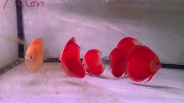 Cá Đĩa Đỏ - Vàng size 11-12 tại Cá Cảnh Thái Hoà