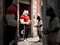 Look What Totti Did To The Beggar Cat Catanimation Catvideos Cartoon Explore Funny Cute 