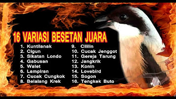 Masteran Cendet Juara Nasional 2025 - Masteran Cendet Full Isian Mewah