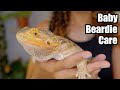 Baby Bearded Dragon Care - Beginner Care Guide 2021