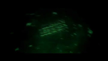 KornyFx [FanIntro] | Active? | #noorders