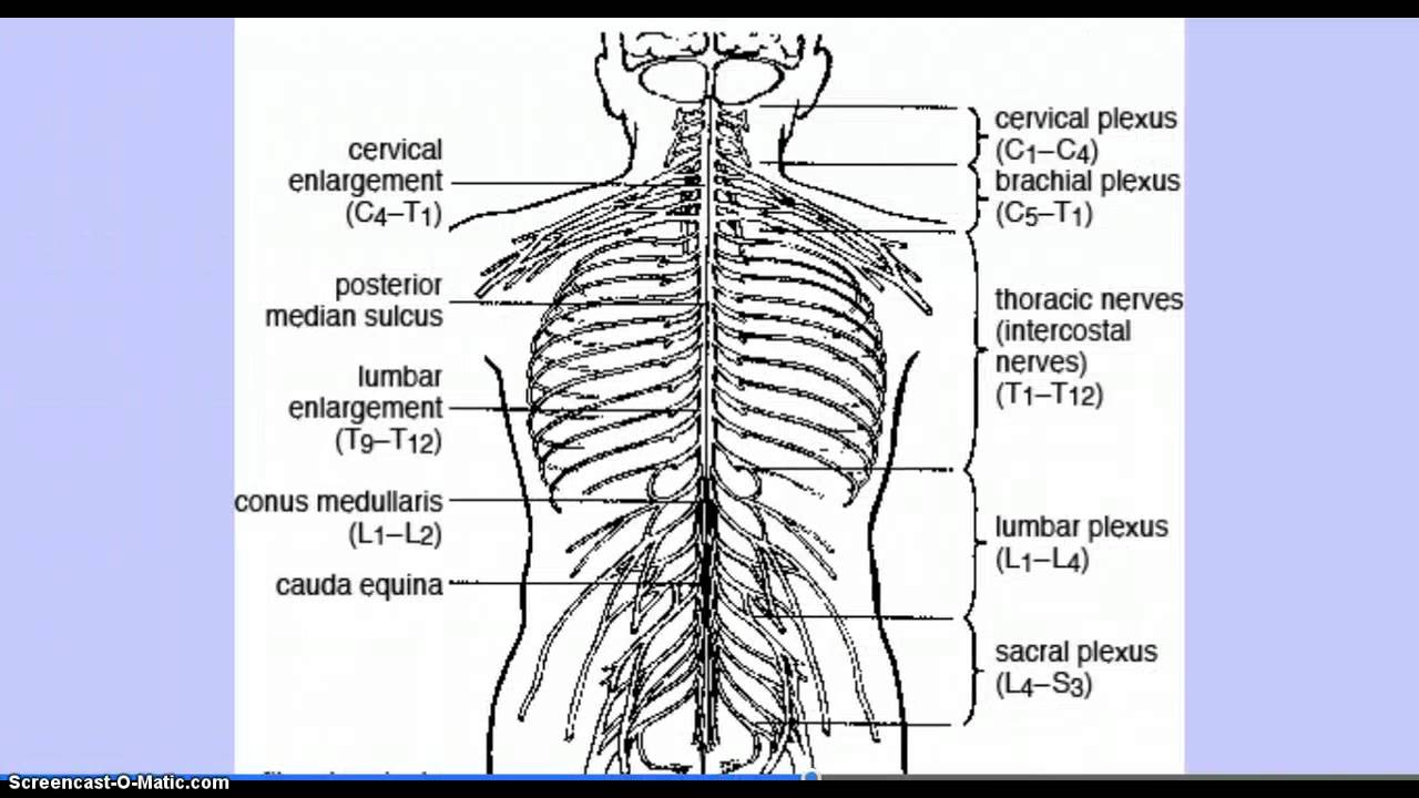 The Nervous System Part Two of Three - YouTube