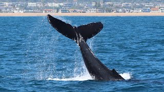 Newport Beach coast sees two straight weeks of humpback whale sightings