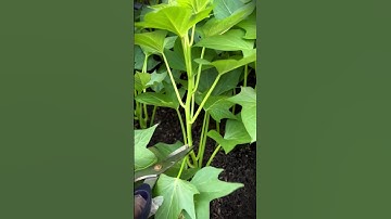 Smart tool, sharp scissors that are suitable for cutting sweet potato stems easily #shorts