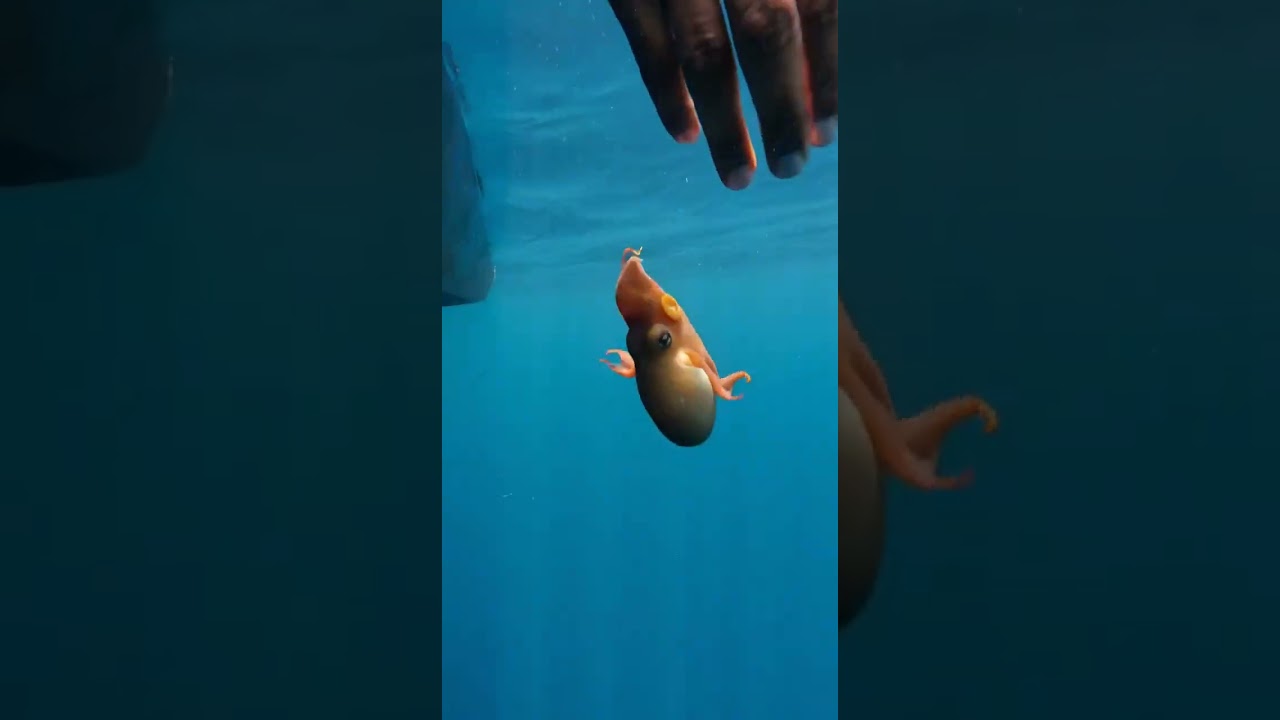Rescuing a Dumbo Octopus :- AI Created