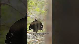 Capercaillie Bird Sound