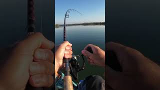 Live Shiner Gets DEVOURED!!!