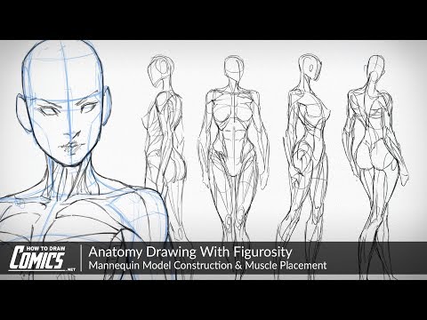 Anatomy Drawing With Figurosity | Mannequin Model Construction & Muscle Placement