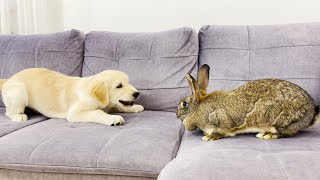 Golden Retriever Puppy Funny Reaction to Adorable Rabbit