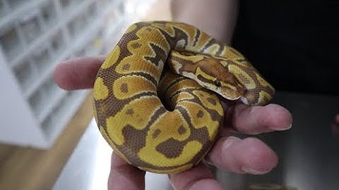 Ultramel Ball Python Genes and  Some Amazing Combos
