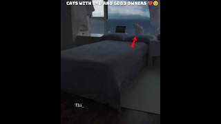 Cats With Good And Bad Owners 🥺💔 || #emotional #shorts #shortvideo #petlovers #cute #ytshorts #cat