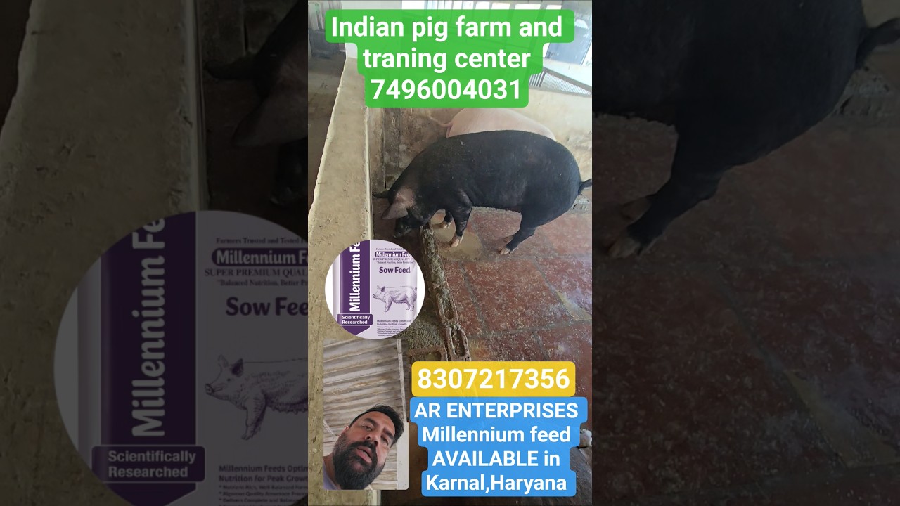 Best feed for your pigs 🐖# millennium feed 