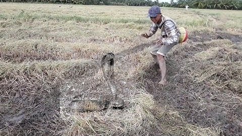 Xem lại 5 pha bắt rắn hấp dẫn bằng tay không | 5 ways to catch snake by hand
