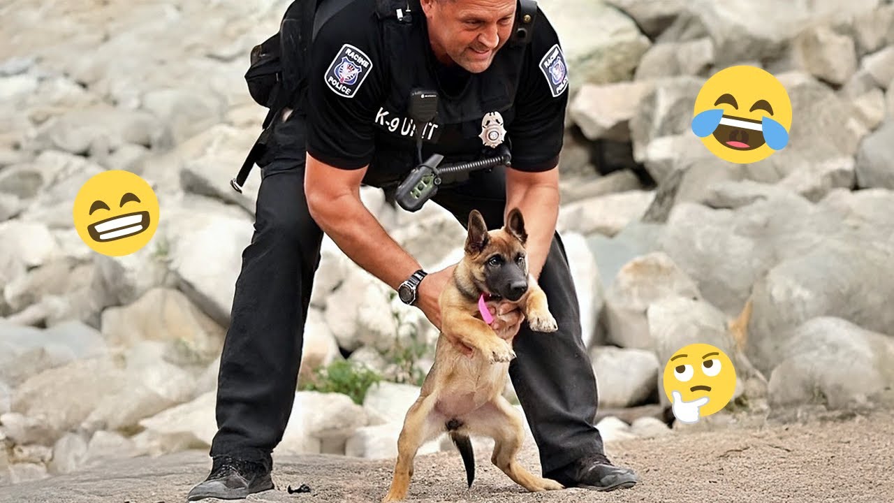 I dare you not to LAUGH at these FUNNY DOGS 😁🦮 - Best Funny Animals Videos 2025 #145