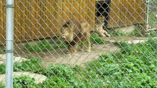 In The Jungle...