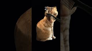 POV BRUSHING UR CAT BE LIKE